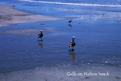 Gulls on Nelson beach
