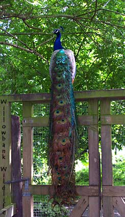 peacock at Willowbank Wildlife Preserve