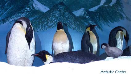 Penguins at the Antartic Centre